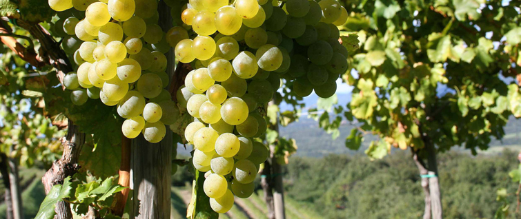 Slovenske vinske zgodbe
